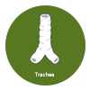 Trachea